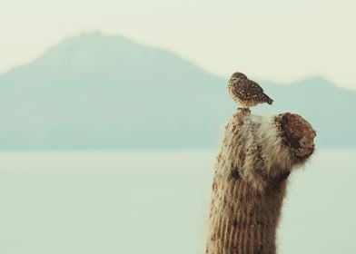 Owl at Uyuni Salt Flats