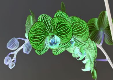 orchid nion