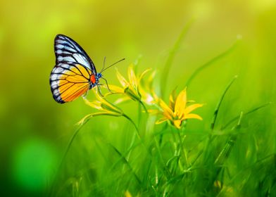 Butterfly Nature Landscape