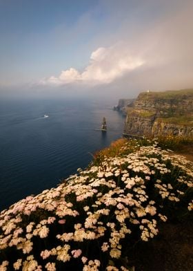 Sea cliffs with flowers