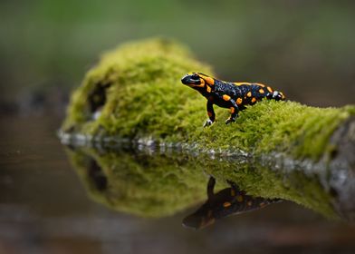 SALAMANDER