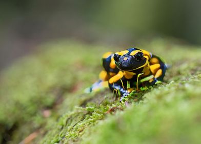 SALAMANDER walk