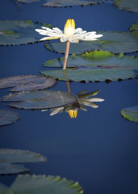 Water lily