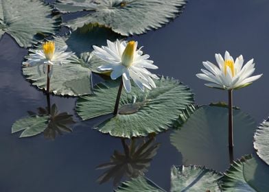 Water lily