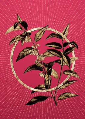 Andromeda Acuminata Bloom