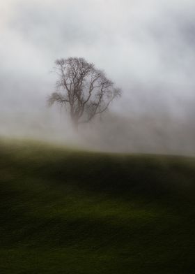 Lonely tree in dense fog