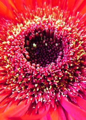 Closeup Red Gerbera