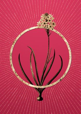 Gold Arabian Starflower