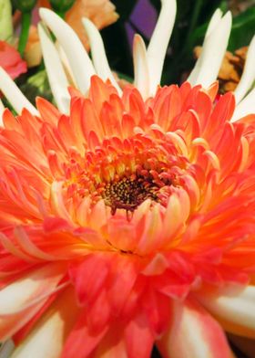 Close up Gerbera Dahlia