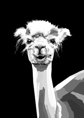 Alpaca Black and white