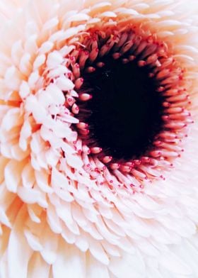 Close up White Dahlia