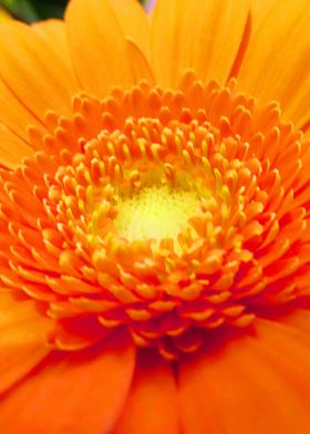 Closeup Orange Gerbera