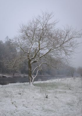 Lonely tree in winter