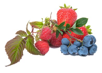 berry fruit