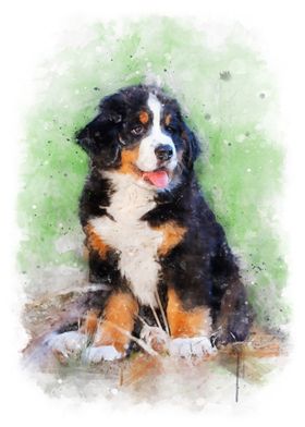 Bernese Mountain Dog puppy