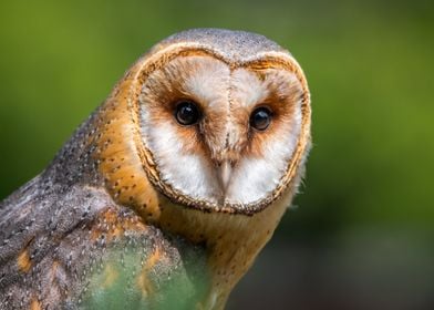 Barn owl 