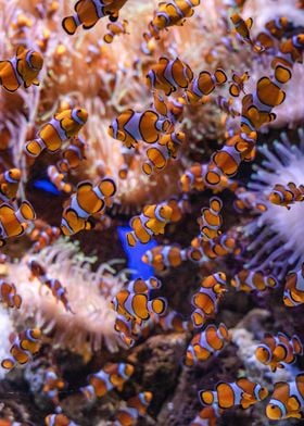 Lots of clown fish