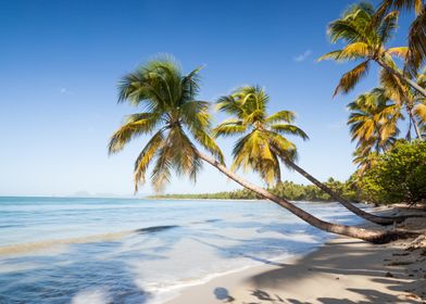 Salines beach Martinique