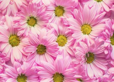 pink daisies