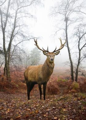 Stag Photograph