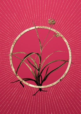 Spiderwort on Viva Magenta