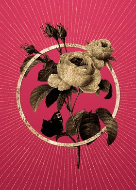 Viva Magenta Provence Rose