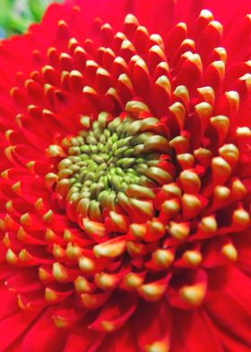 Close up Red Gerbera