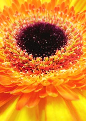 Closeup Orange Gerbera