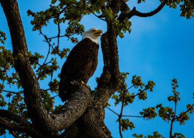 Bald Eagle on Branch