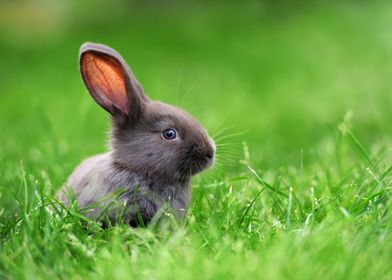 Bunny in the Green Grass