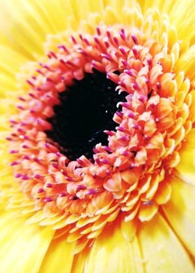 Closeup Yellow Gerbera