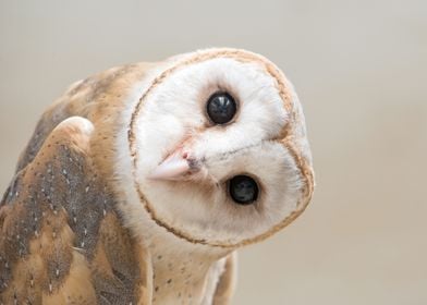 Nosy Owl