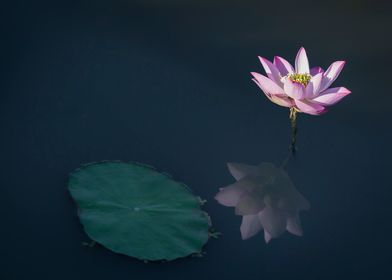 Lotus