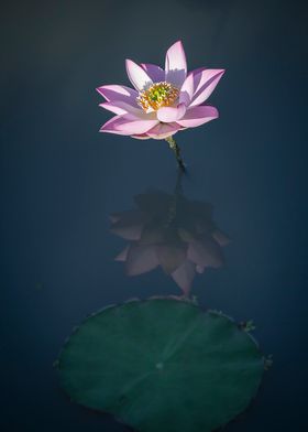 Lotus