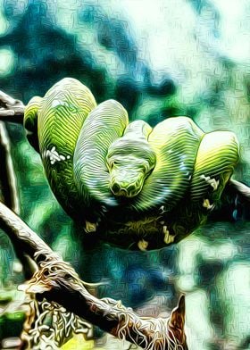 Emerald tree boa