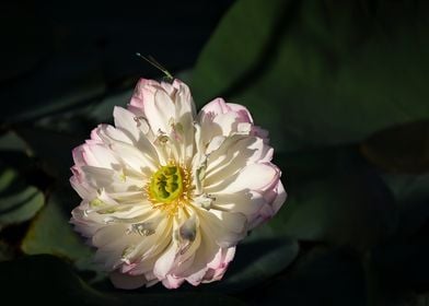 Heavy petal lotus