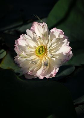 Heavy petal lotus