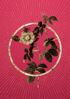 Viva Magenta Big Dog Rose