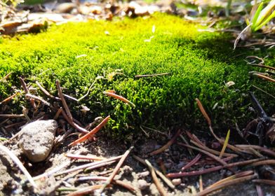 Moss miniature world