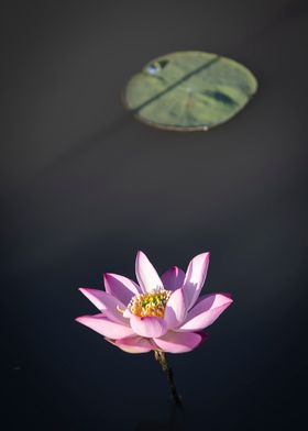 Lotus