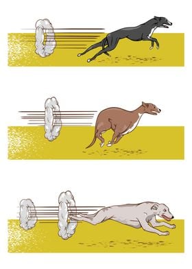 GREYHOUND RACE