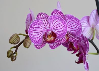 orchid  