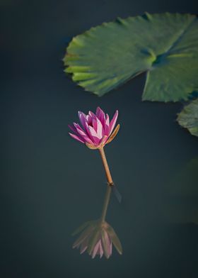 Water lily