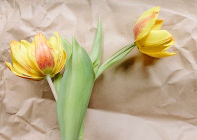 yellow tulip