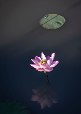 Lotus