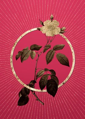 Big Leaved Climbing Rose