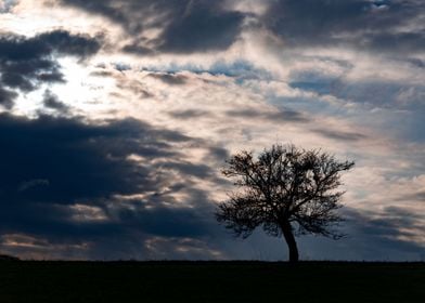 A tree under clouds