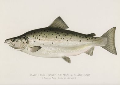 Male Land Locked Salmon