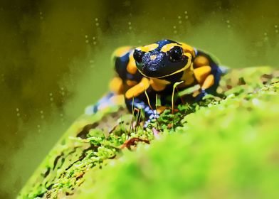 green curtain of animal