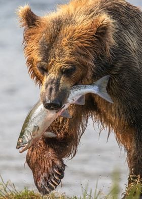 Bear catching fish